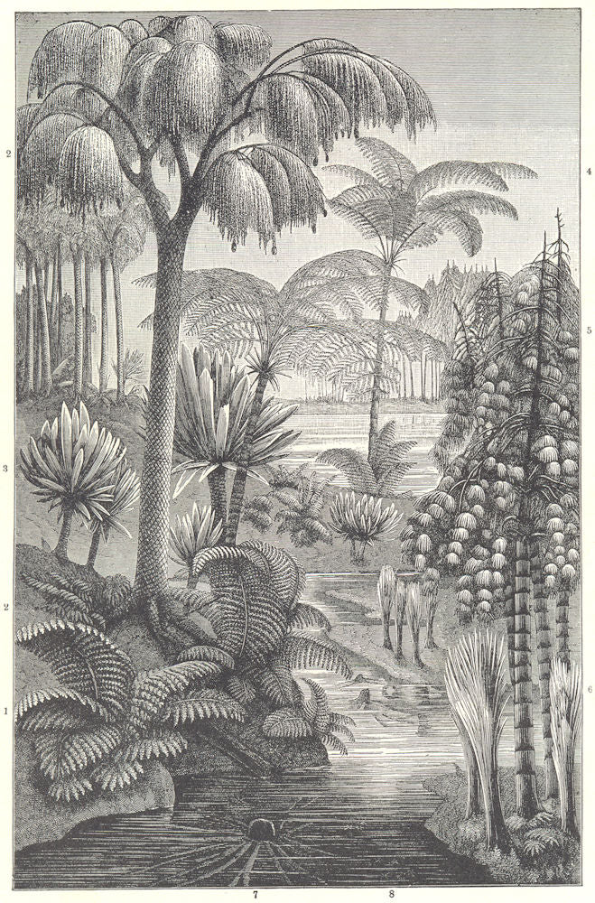 CARBONIFEROUS FOSSIL. Tooth-fern Cordaites borassifolia Pecopteris Cyathea 1907